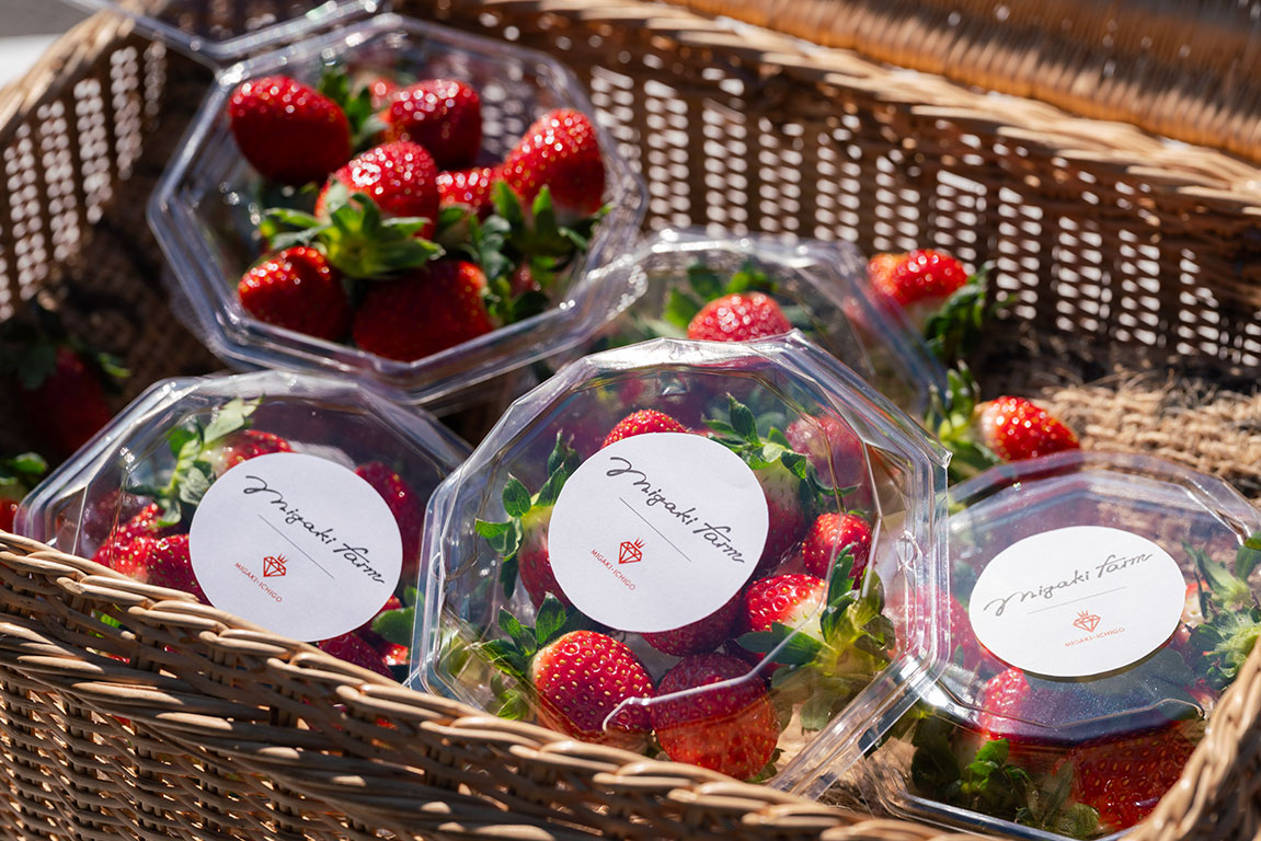 ミガキイチゴ初摘みのイメージ