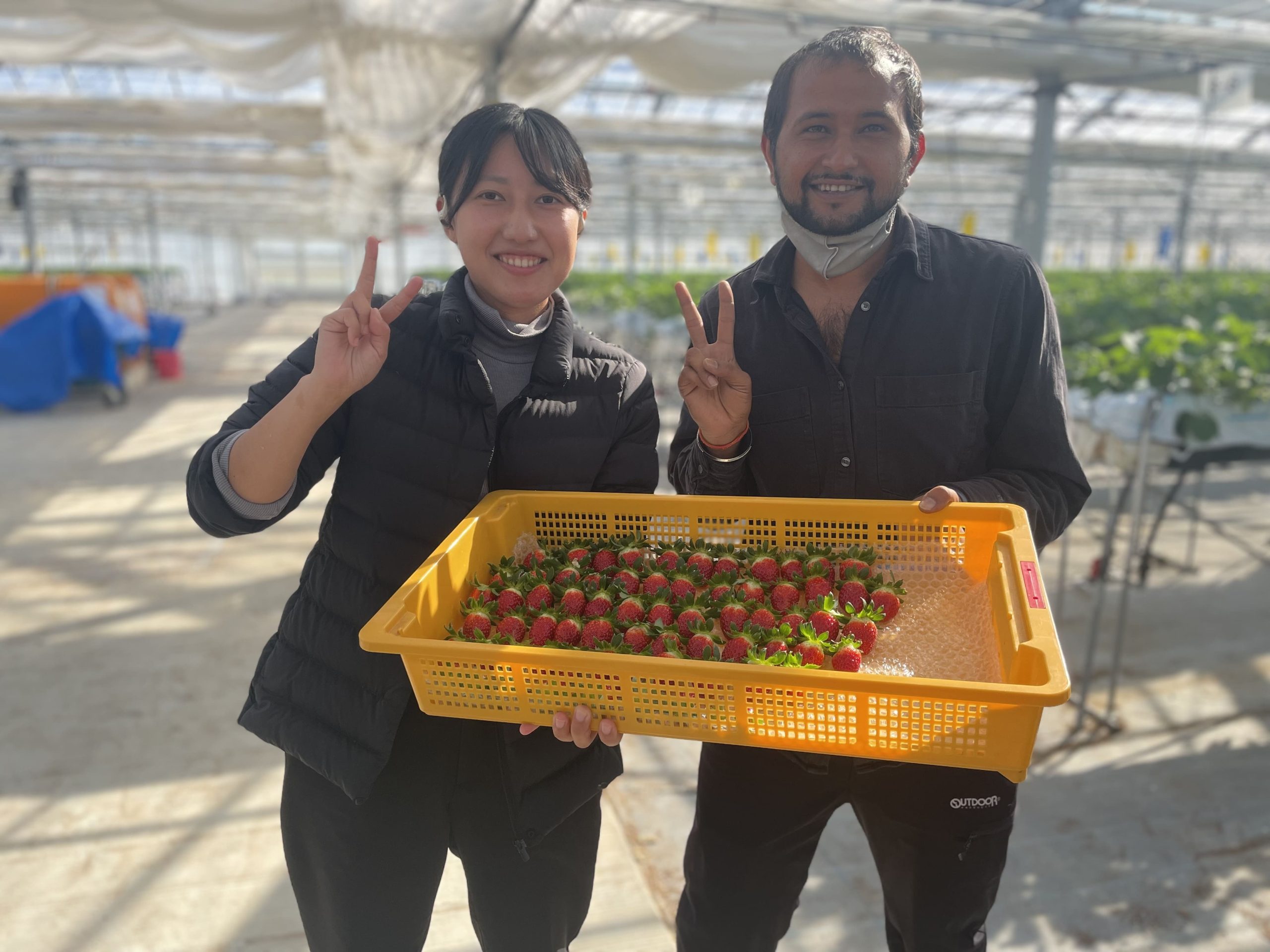 ミガキイチゴのハウス