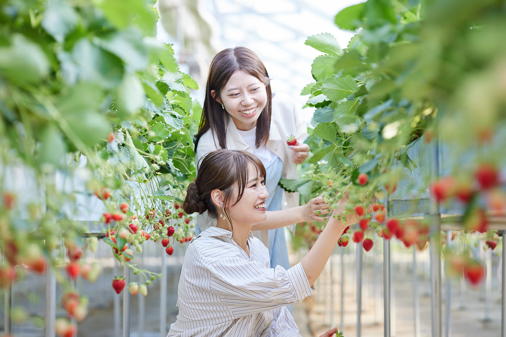 いちご狩りの様子